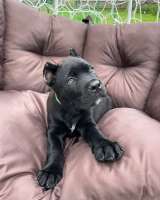 Высокопородные щенки Итальянские Кане-Корсо