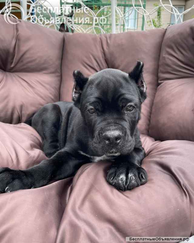 Высокопородные щенки Итальянские Кане-Корсо