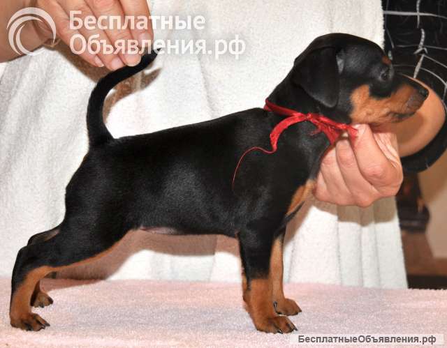 Высокопородные щенки цвергпинчера