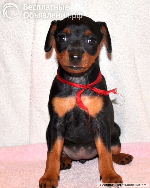 Высокопородные щенки цвергпинчера