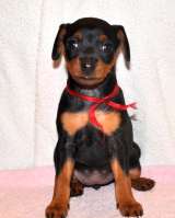 Высокопородные щенки цвергпинчера