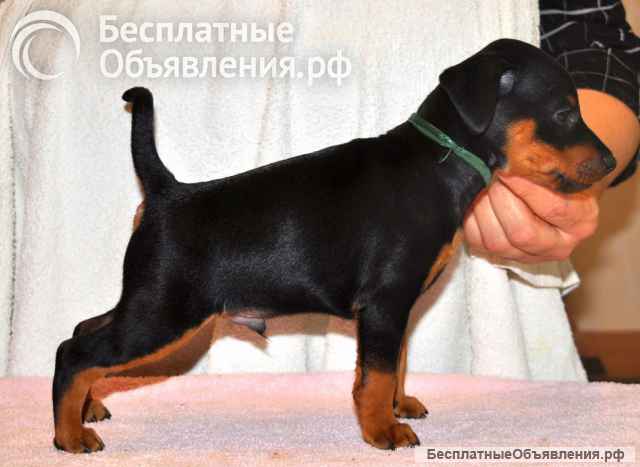 Высокопородные щенки цвергпинчера