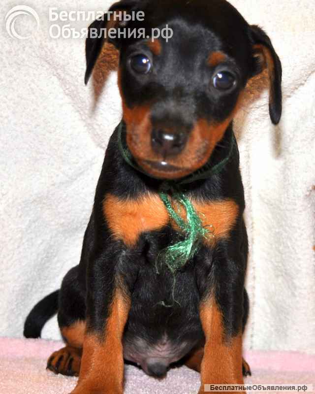 Высокопородные щенки цвергпинчера