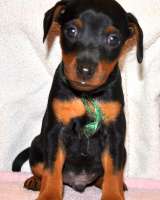 Высокопородные щенки цвергпинчера