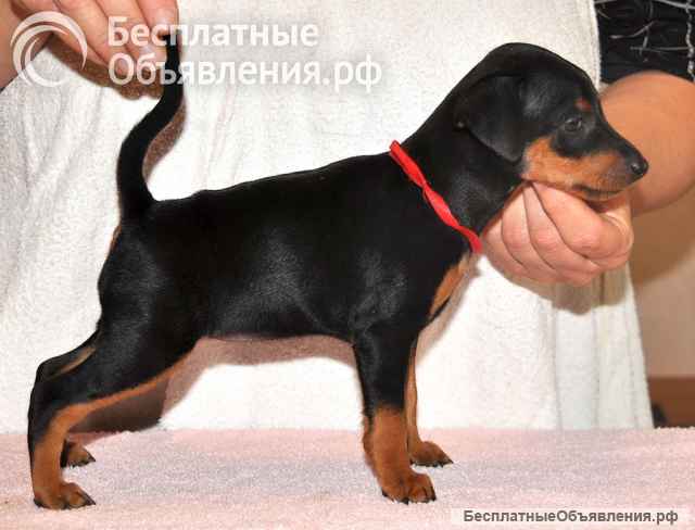 Высокопородные щенки цвергпинчера