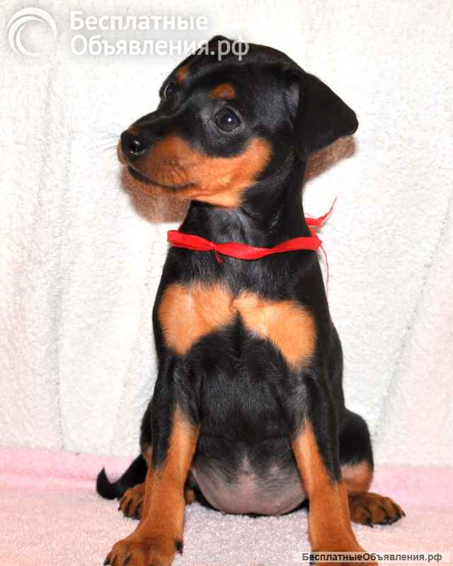 Высокопородные щенки цвергпинчера