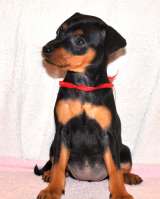 Высокопородные щенки цвергпинчера