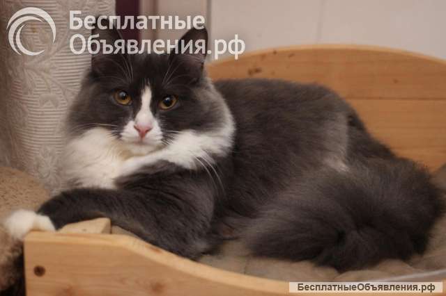 Пушистая ласковая Леся ищет дом