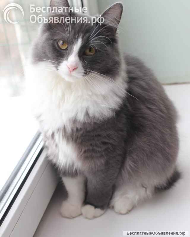 Пушистая ласковая Леся ищет дом