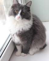 Пушистая ласковая Леся ищет дом