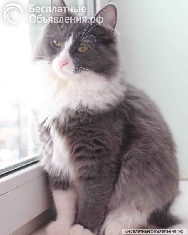 Пушистая ласковая Леся ищет дом