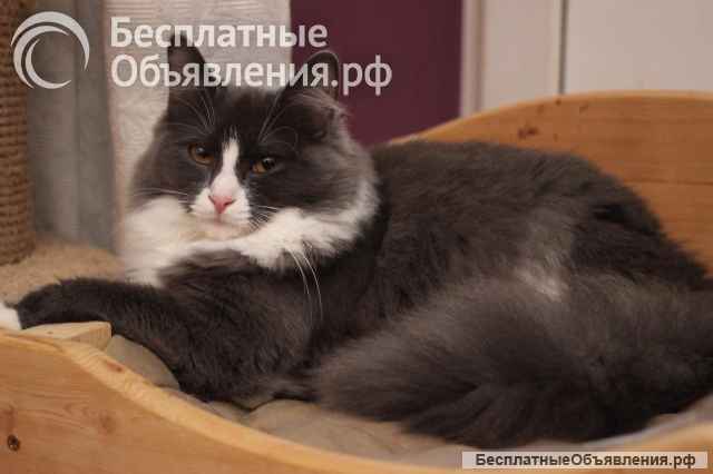 Пушистая ласковая Леся ищет дом