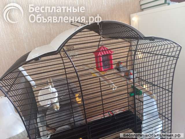 Зебровые амадины вместе с клеткой