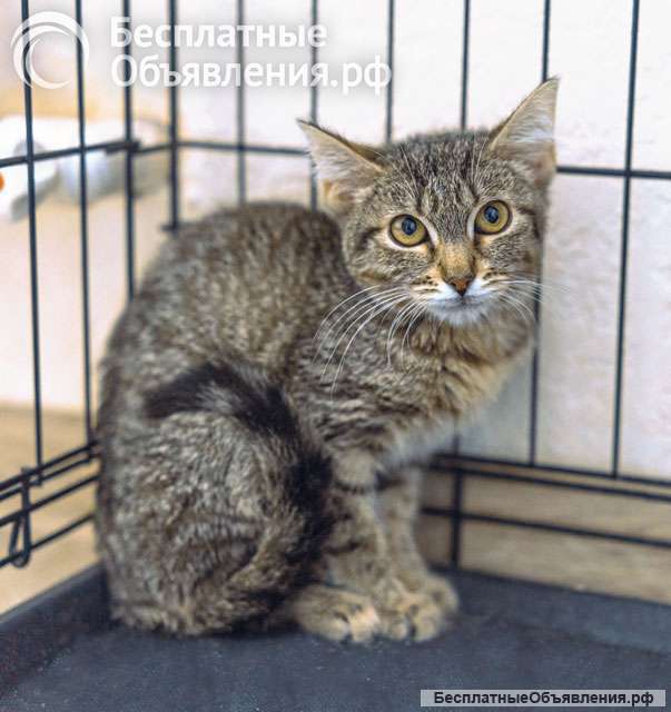 Минитигра Лулу, очень ласковая девочка-котенок в добрые руки