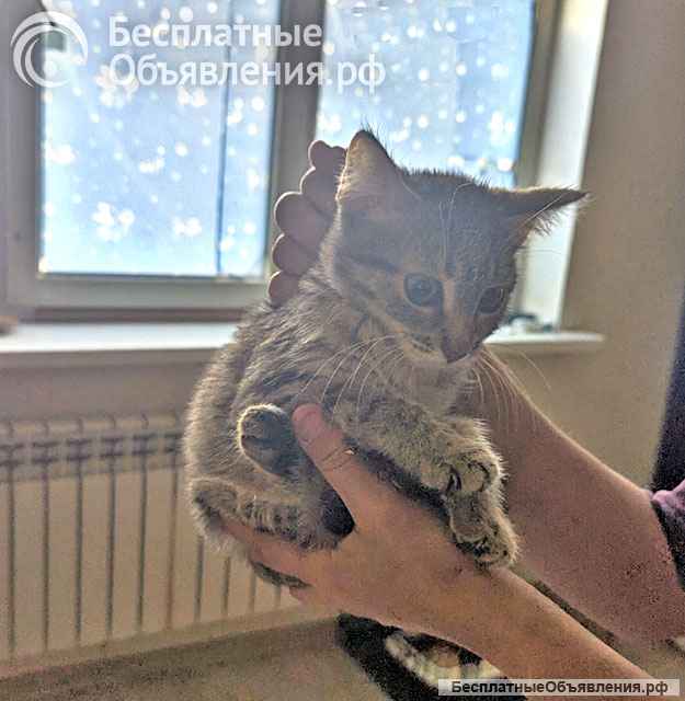 Минитигра Лулу, очень ласковая девочка-котенок в добрые руки