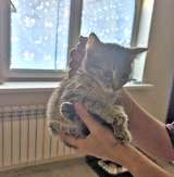 Минитигра Лулу, очень ласковая девочка-котенок в добрые руки