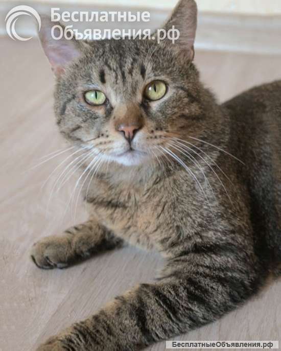 Самый ласковый в мире, молодой тигровый котик Котар в добрые руки