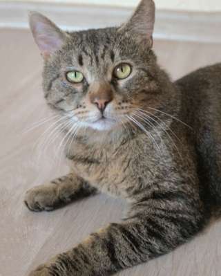 Самый ласковый в мире, молодой тигровый котик Котар в добрые руки