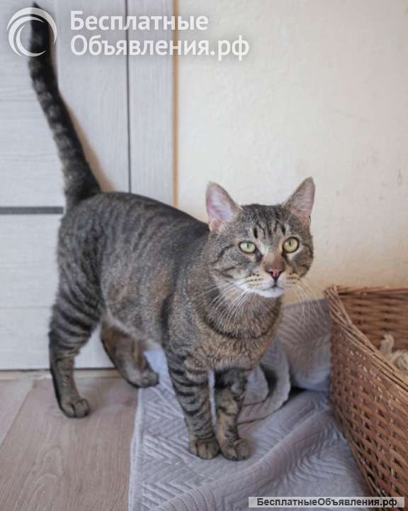 Самый ласковый в мире, молодой тигровый котик Котар в добрые руки