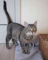 Самый ласковый в мире, молодой тигровый котик Котар в добрые руки