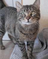 Самый ласковый в мире, молодой тигровый котик Котар в добрые руки