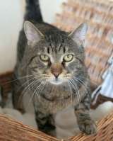 Самый ласковый в мире, молодой тигровый котик Котар в добрые руки