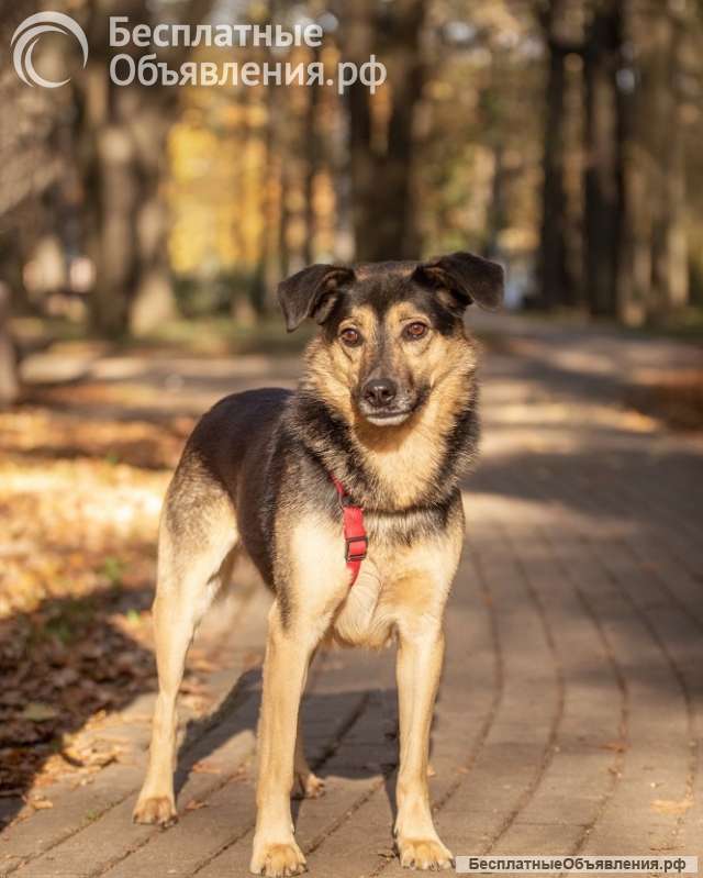 Берни. Милый мальчишка для квартиры