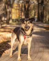 Берни. Милый мальчишка для квартиры