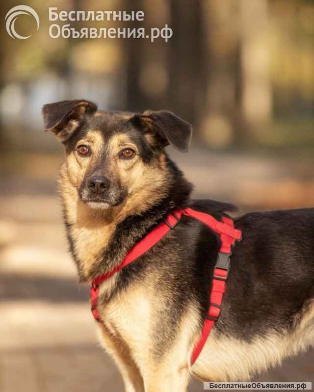 Берни. Милый мальчишка для квартиры