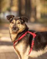 Берни. Милый мальчишка для квартиры