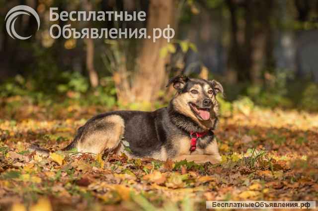 Берни. Милый мальчишка для квартиры