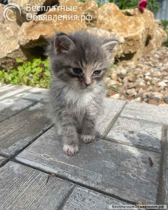 Три чудесных комочка счастья одного месяца отроду ищут дом