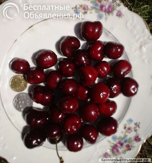 Черешня крупная сладкая