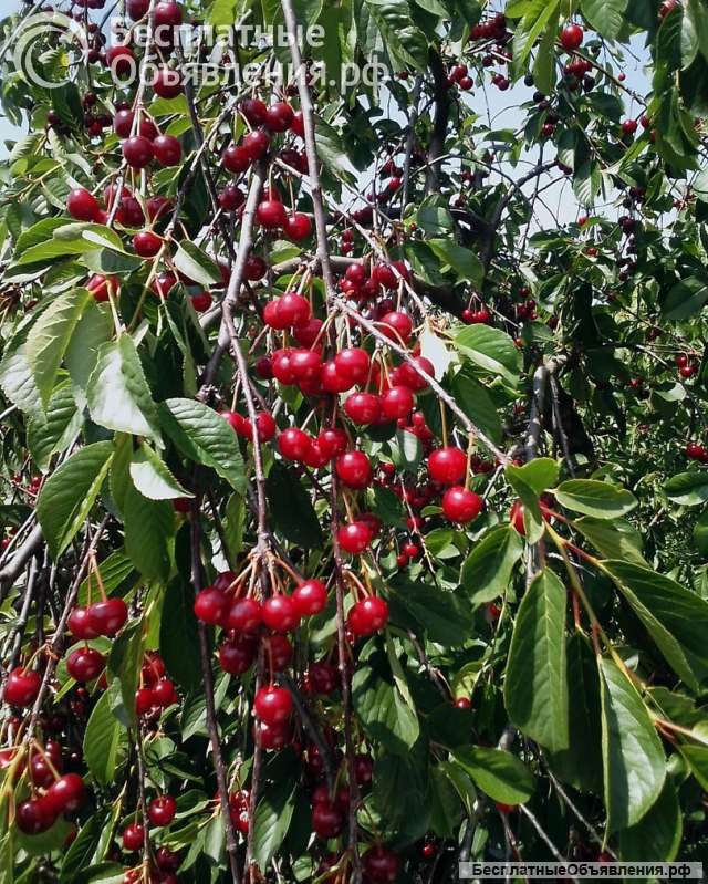Вишня Московская и Шпанка в Луганске