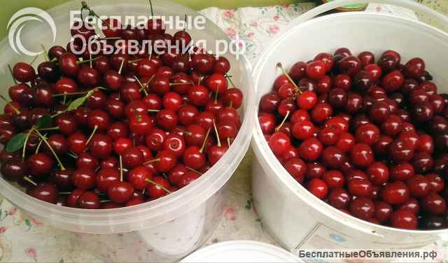 Вишня Московская и Шпанка в Луганске