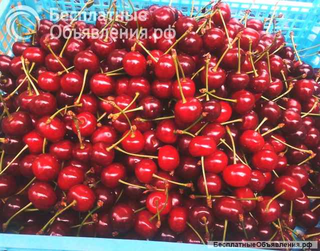 Вишня Московская и Шпанка в Луганске