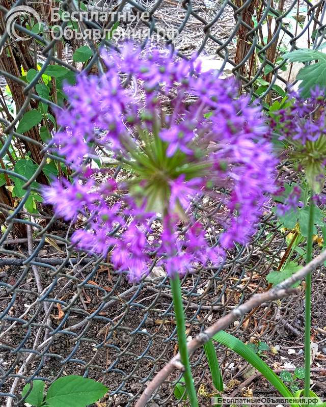 Луковицы и семена цветов и овощей