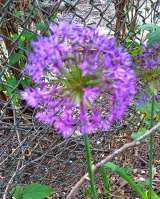 Луковицы и семена цветов и овощей