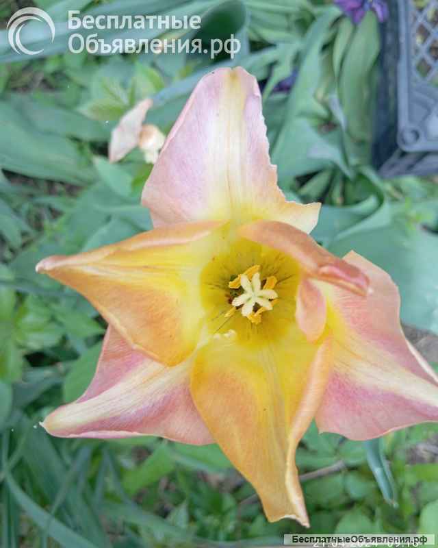 Луковицы и семена цветов и овощей