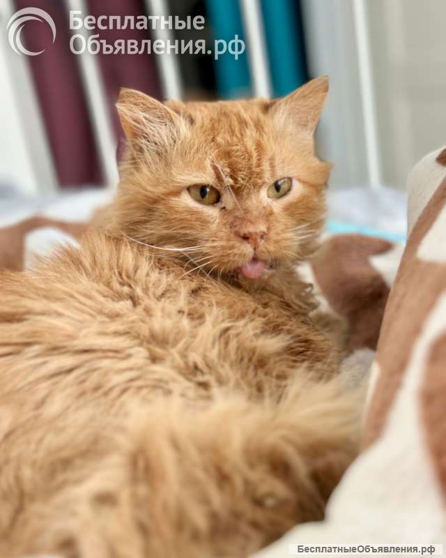 Рыжий кот Цезарь в добрые руки