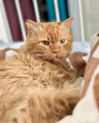 Рыжий кот Цезарь в добрые руки