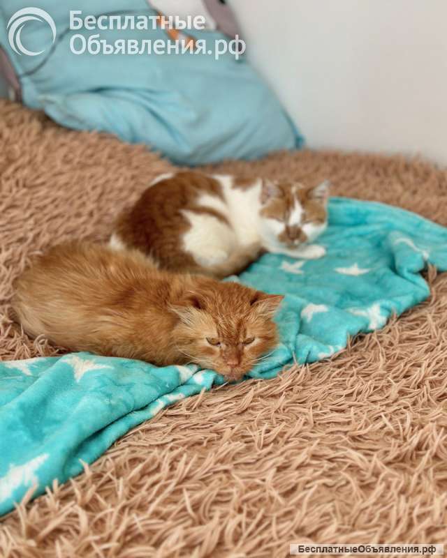 Рыжий кот Цезарь в добрые руки