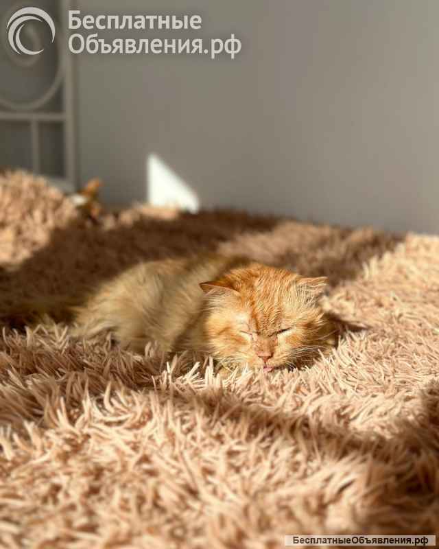 Рыжий кот Цезарь в добрые руки