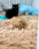 Рыжий кот Цезарь в добрые руки