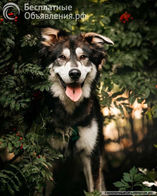 Чудесная собака в поисках семьи