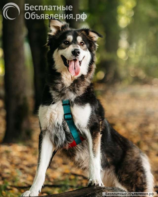 Чудесная собака в поисках семьи