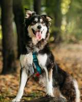 Чудесная собака в поисках семьи