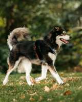 Чудесная собака в поисках семьи