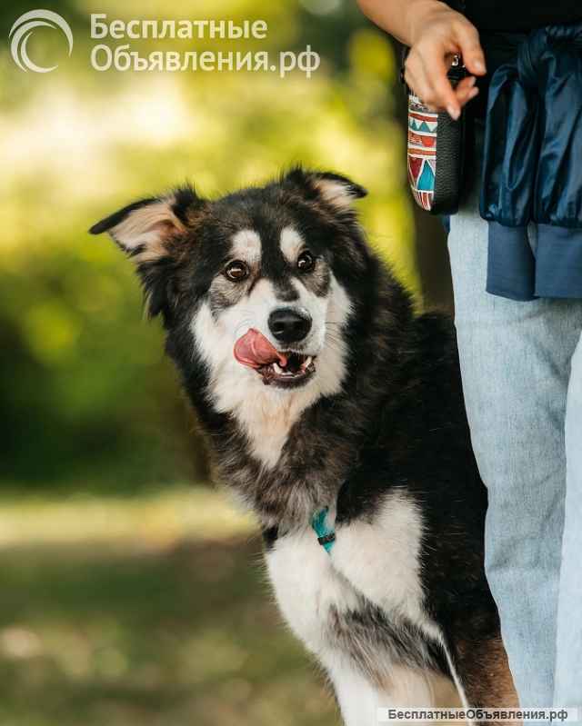 Чудесная собака в поисках семьи
