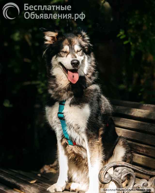 Чудесная собака в поисках семьи